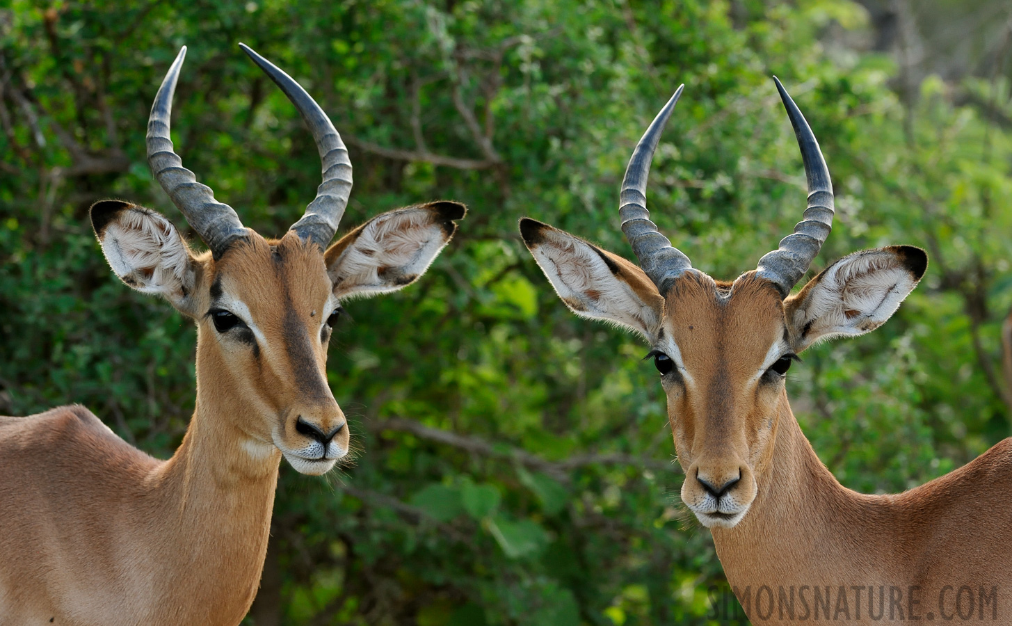 Aepyceros melampus [280 mm, 1/400 sec at f / 8.0, ISO 1600]